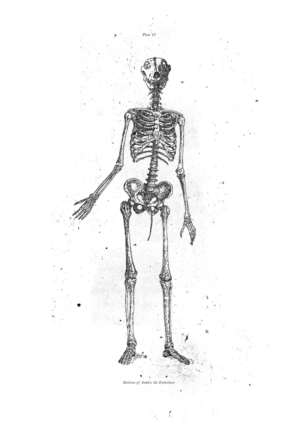 Anubis the Embalmer