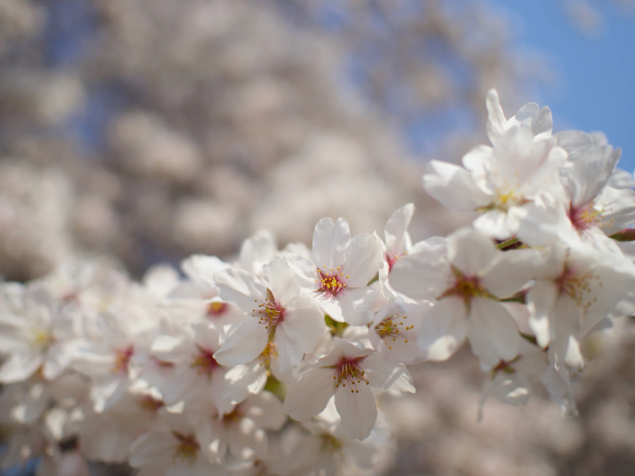 Tokyos Cherry Blossoms