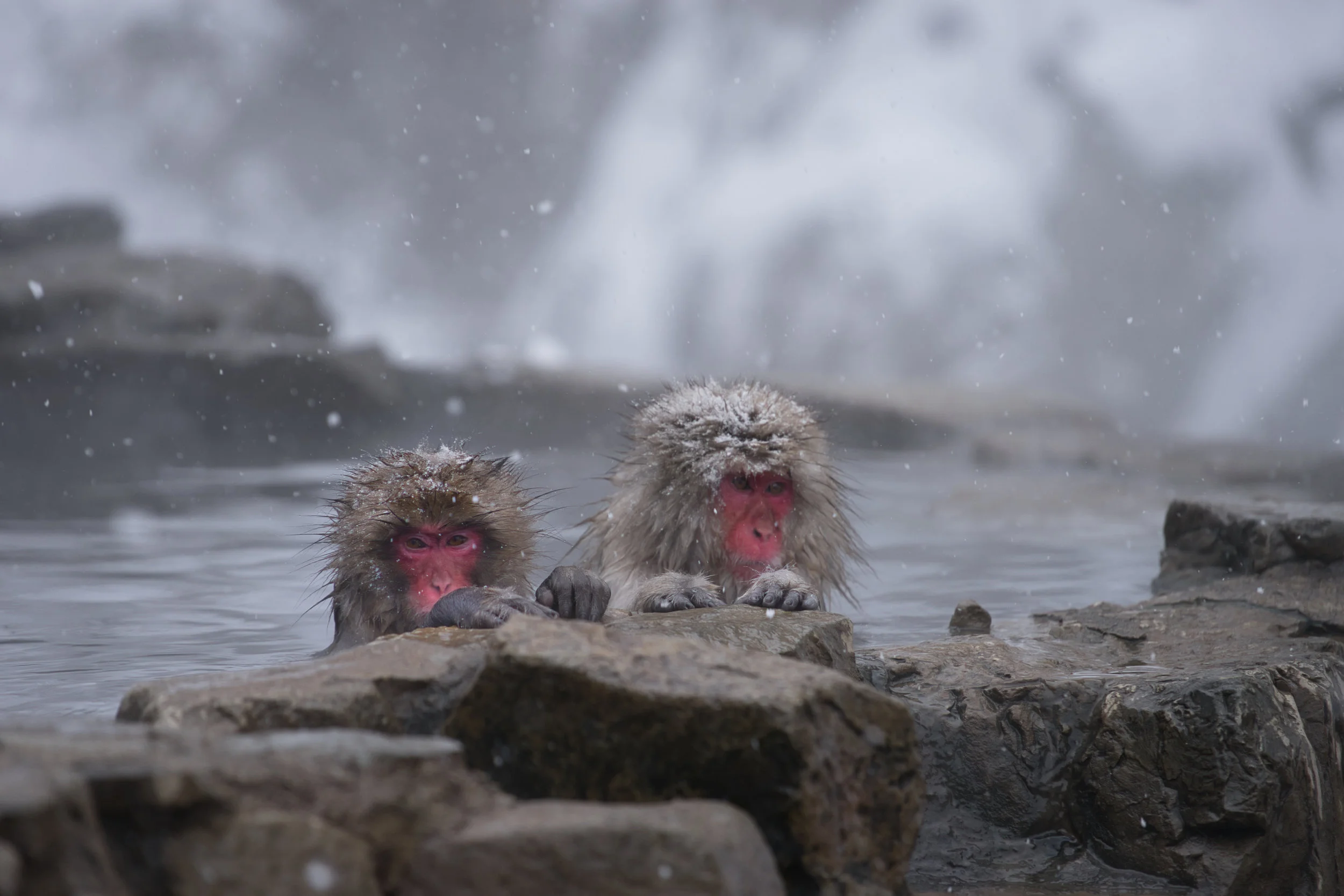 地獄谷野猿公苑 - The Snow monkeys of hell valley