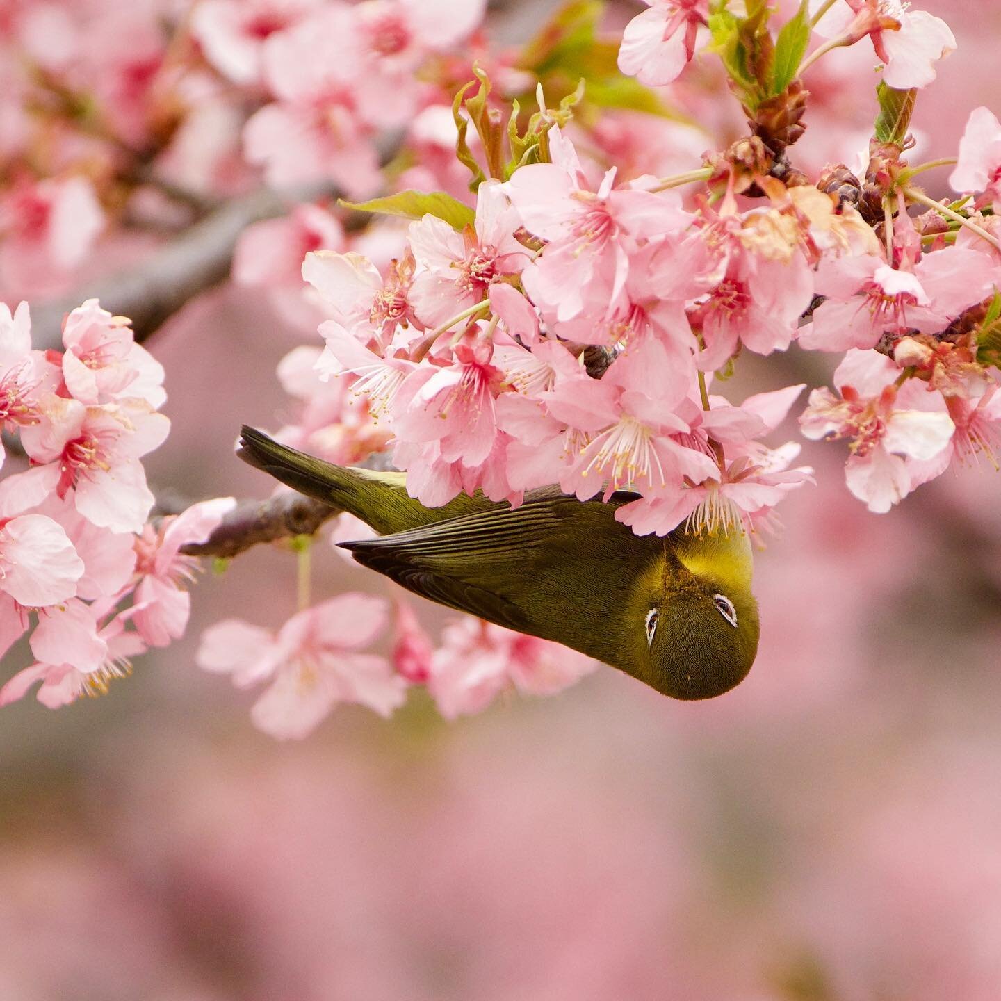 🌸🌸🌸 #birdintree #blossom #spring #bird #yourshotphotographer #tokyo #japan #yoyogipark #olympusomdem1markii