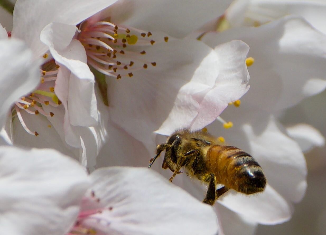 🌸🌸🐝🌸 #cherryblossoms #bee #japan #tokyo #spring #olympusomdem1markii