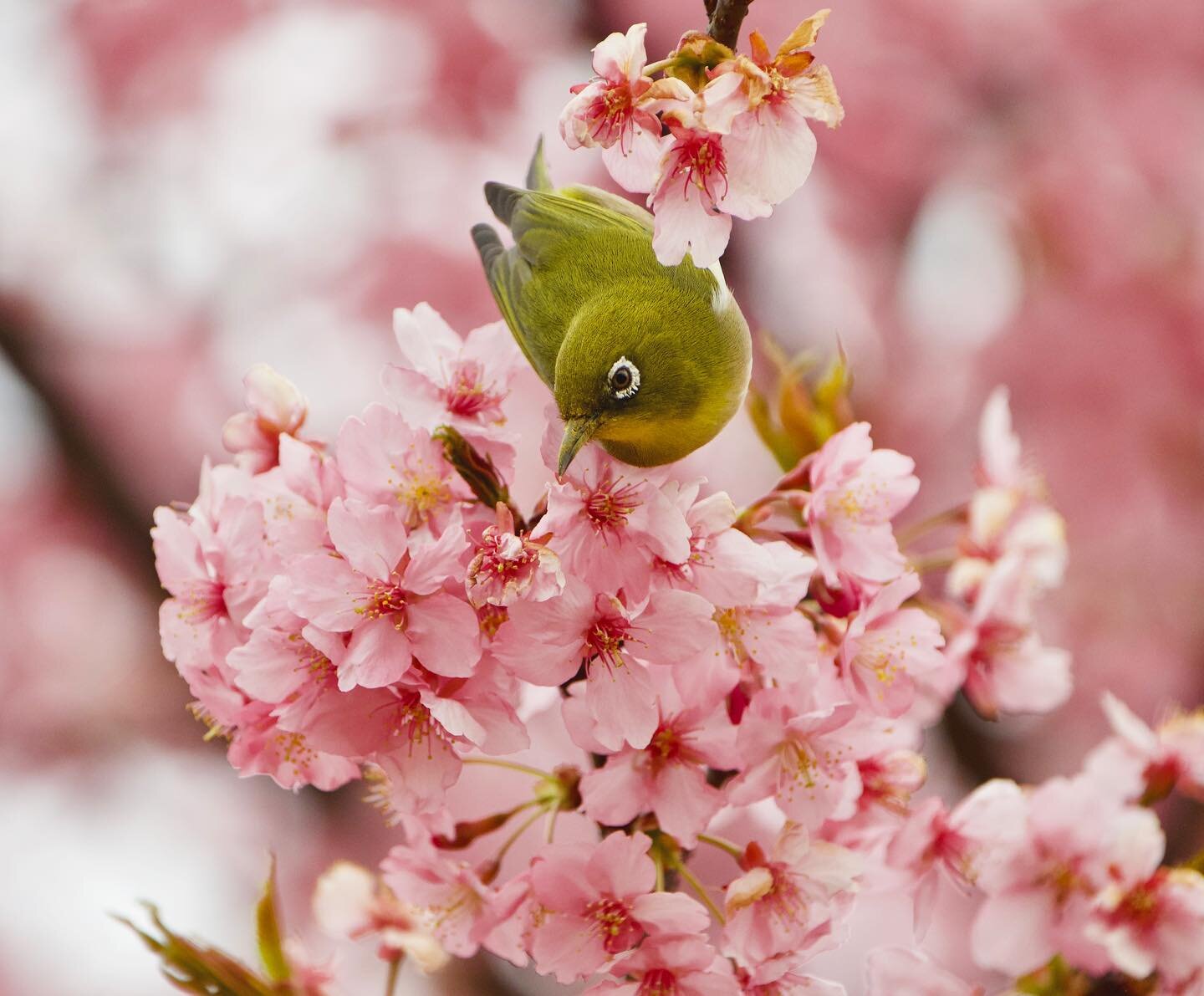 Now spring has truly arrived in Tokyo 🌸 #cherryblossom #birdintree #spring #bird #blossoms #tokyo #japan #olympusomdem1markii #yoyogipark #yourshotphotographer