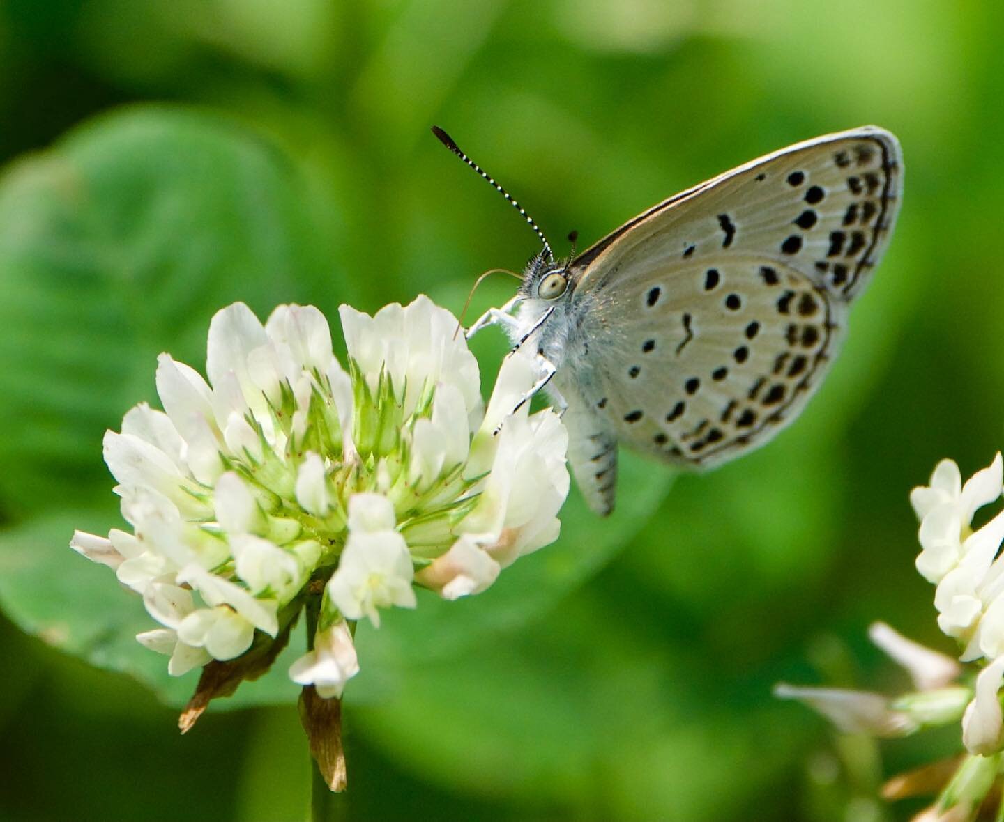 🦋

#butterfly #flower #clover #nature #citywildlife #pollinator #meadow #park #tokyo #japan #greennature #almostmakro #olypusomdem1mkii #yourshotphotographer #exploringblueball #nationalyourshot