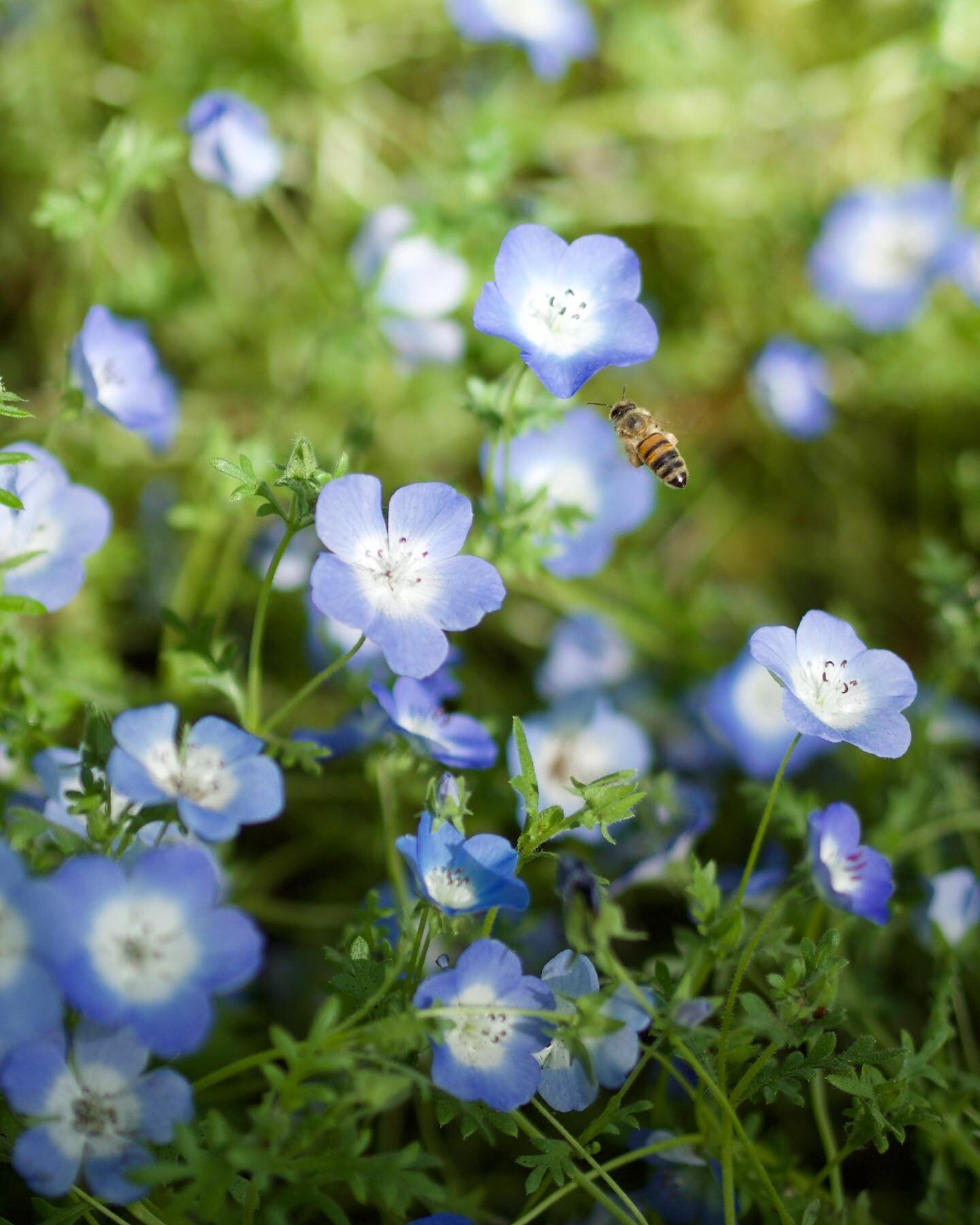 Check out my new blog post about bees, if you are interested 🐝 (Link in bio)