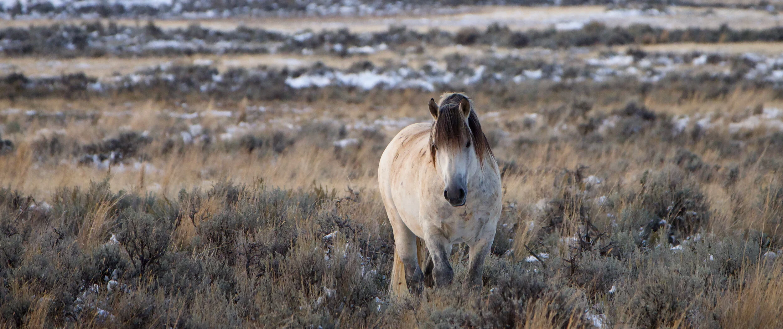 Mustangs and Snow