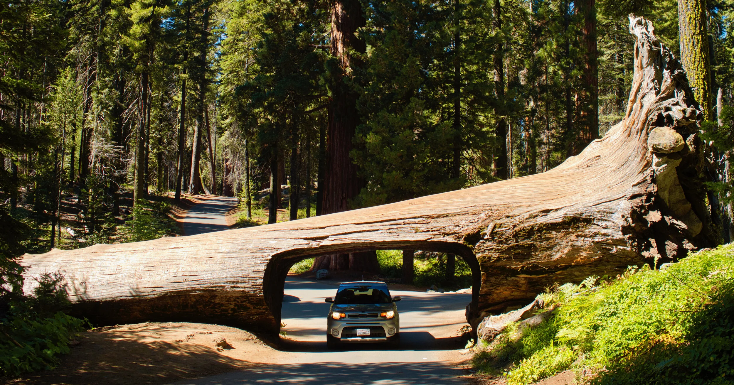 Fire in Sequoia National Park