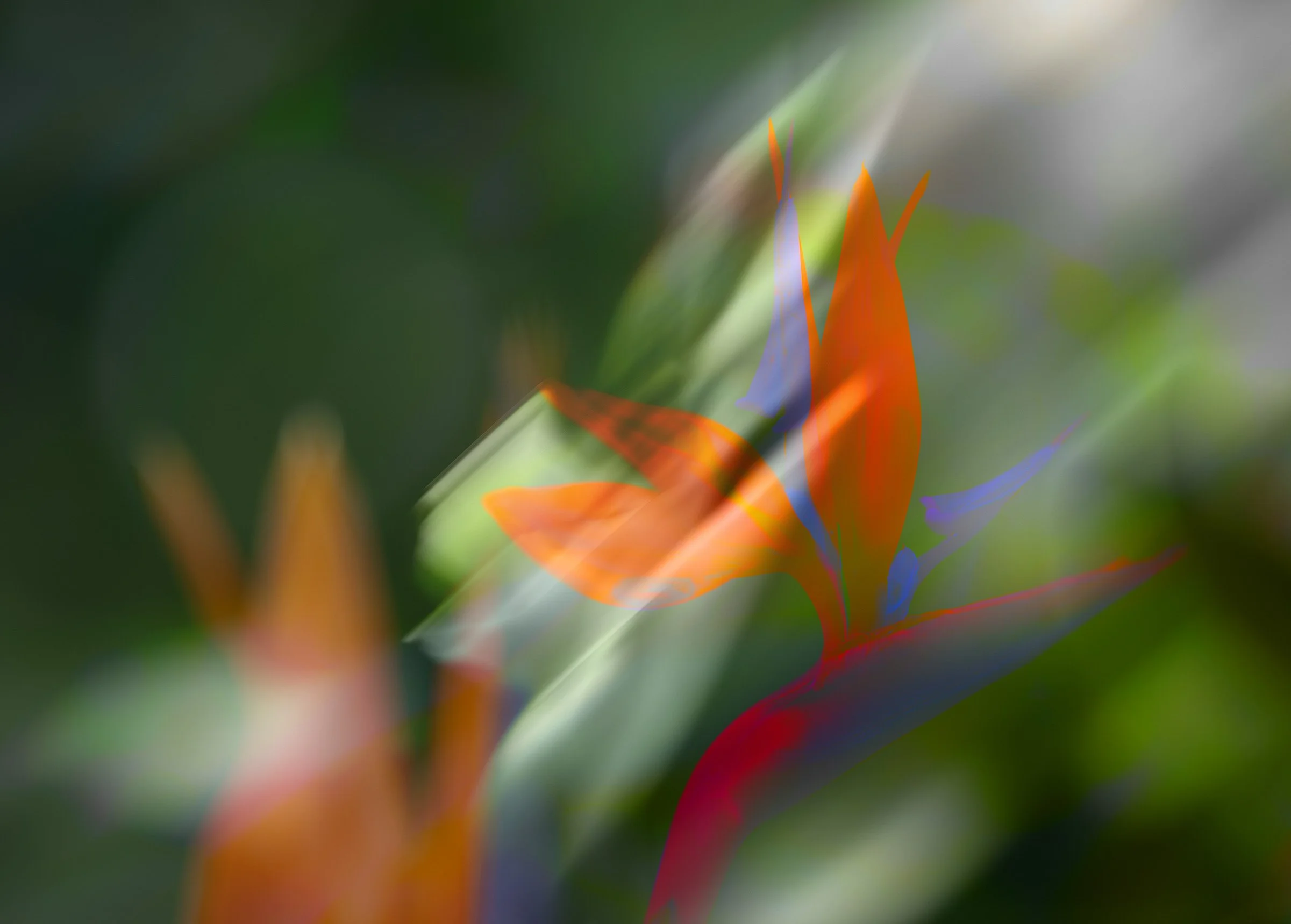 Birds of Paradise - Authenticity