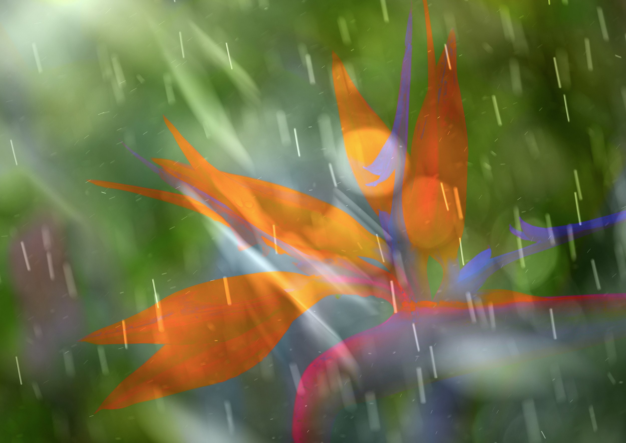 Birds of Paradise - Wholeheartedness