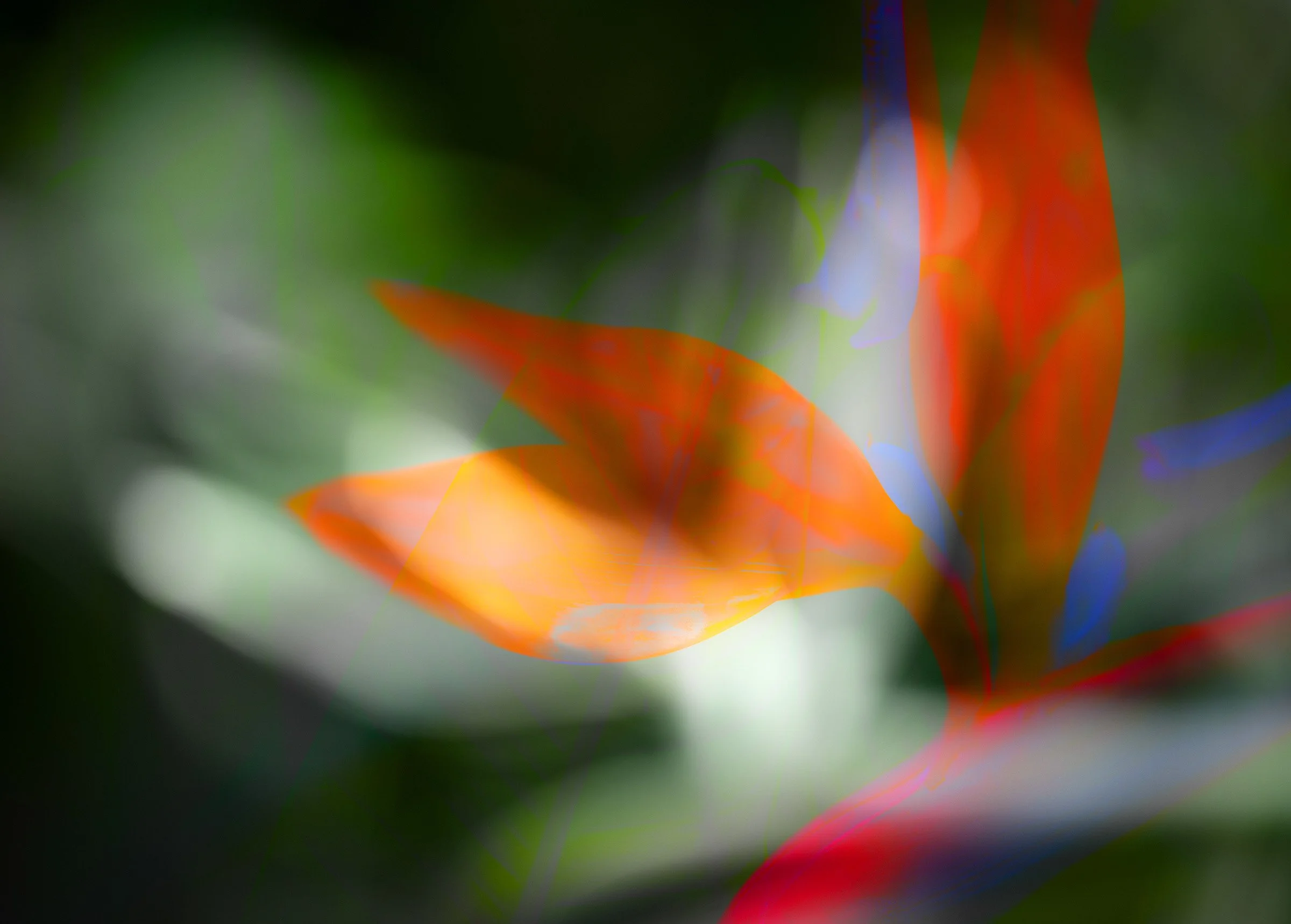 Birds of Paradise - Virtue