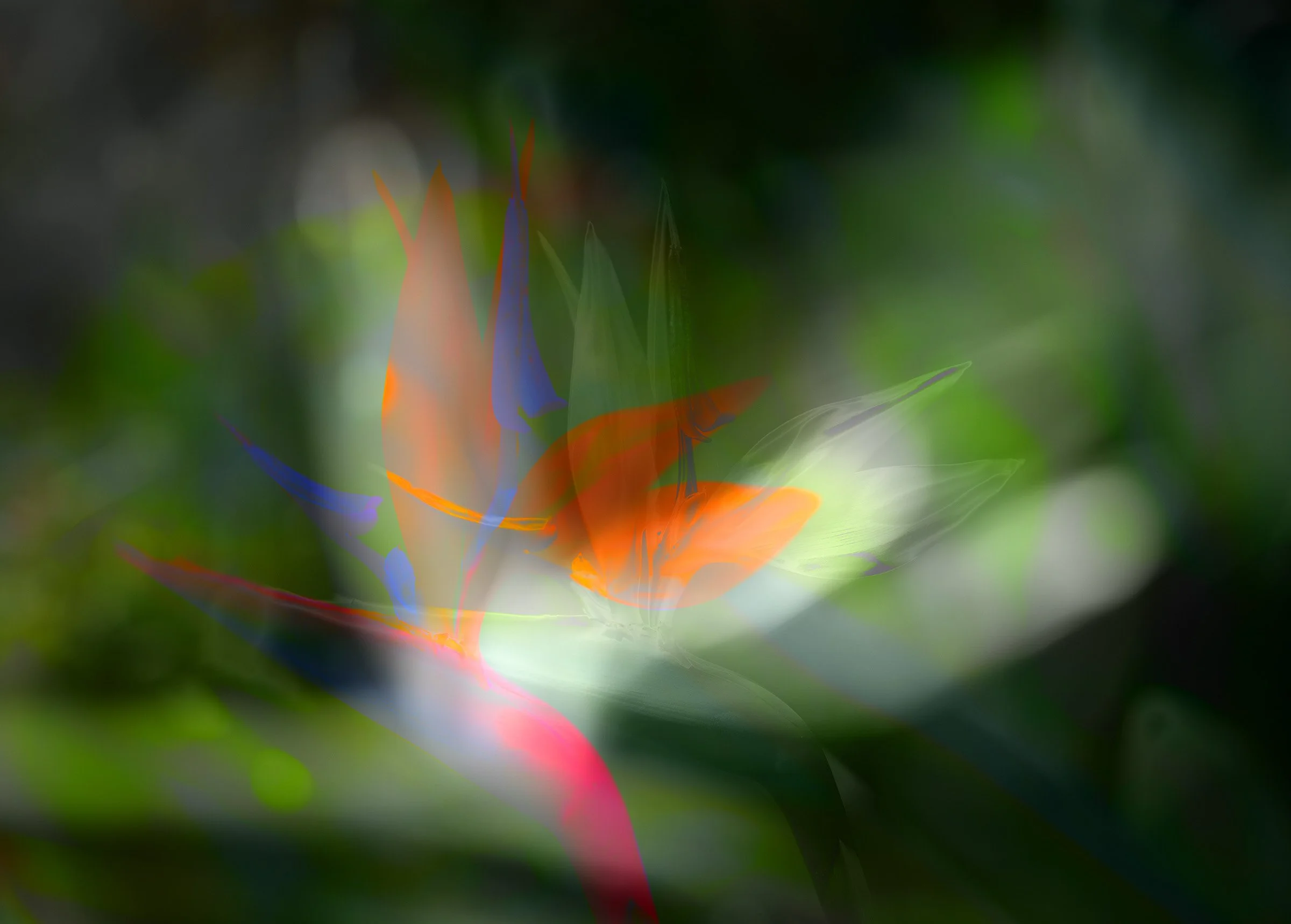 Birds of Paradise - Curiosity