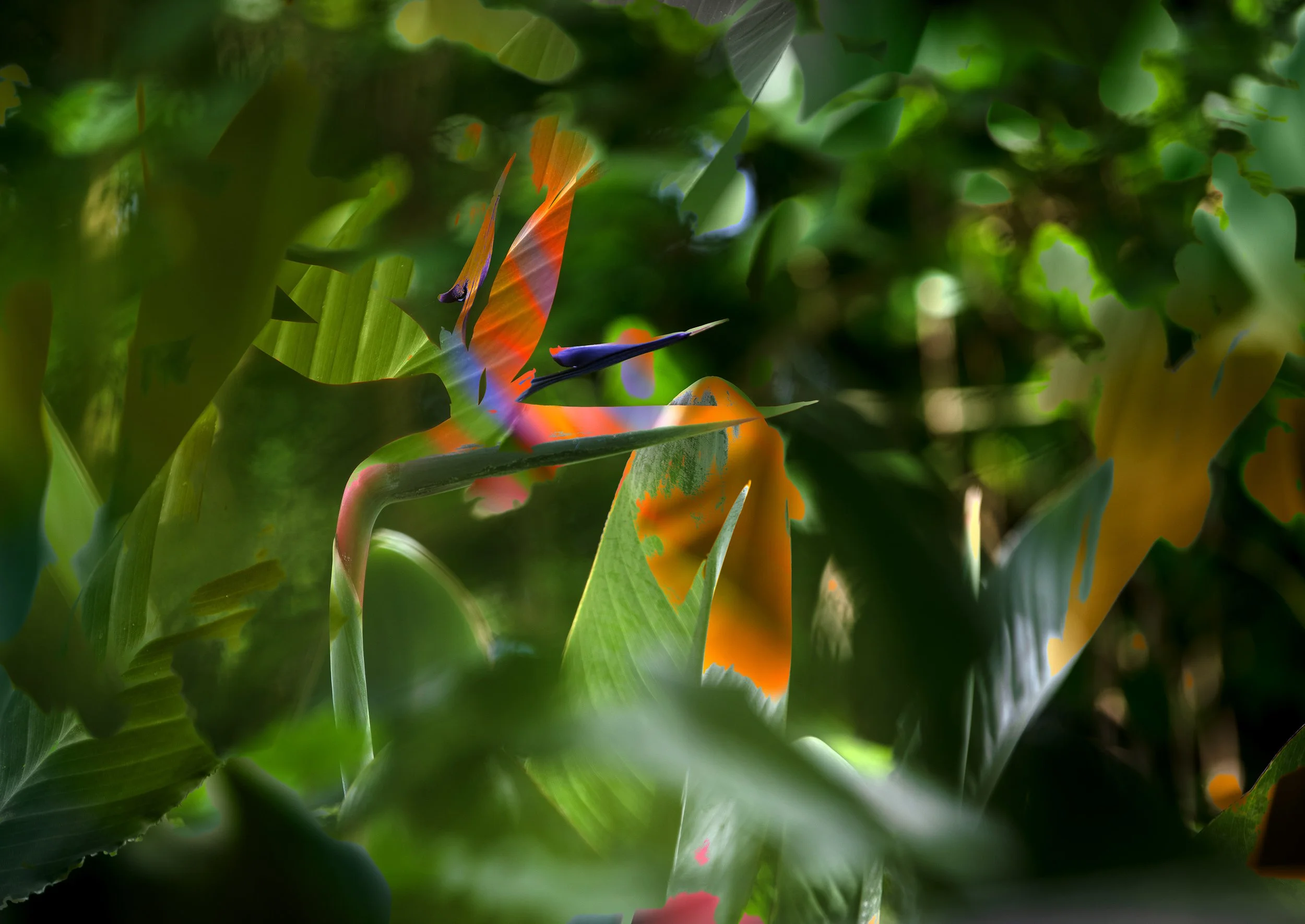 Birds of Paradise - Familiarity