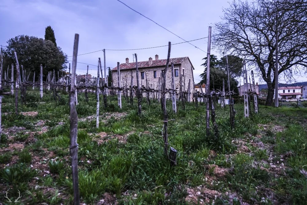 20180410_082517_81A55635Fujifilm_X-H1_XF16-55mmF2.8+R+LM+WR_27+mm___01415DFW+Italy+Group+Trip+Color+-+12MB_Web0107.jpg