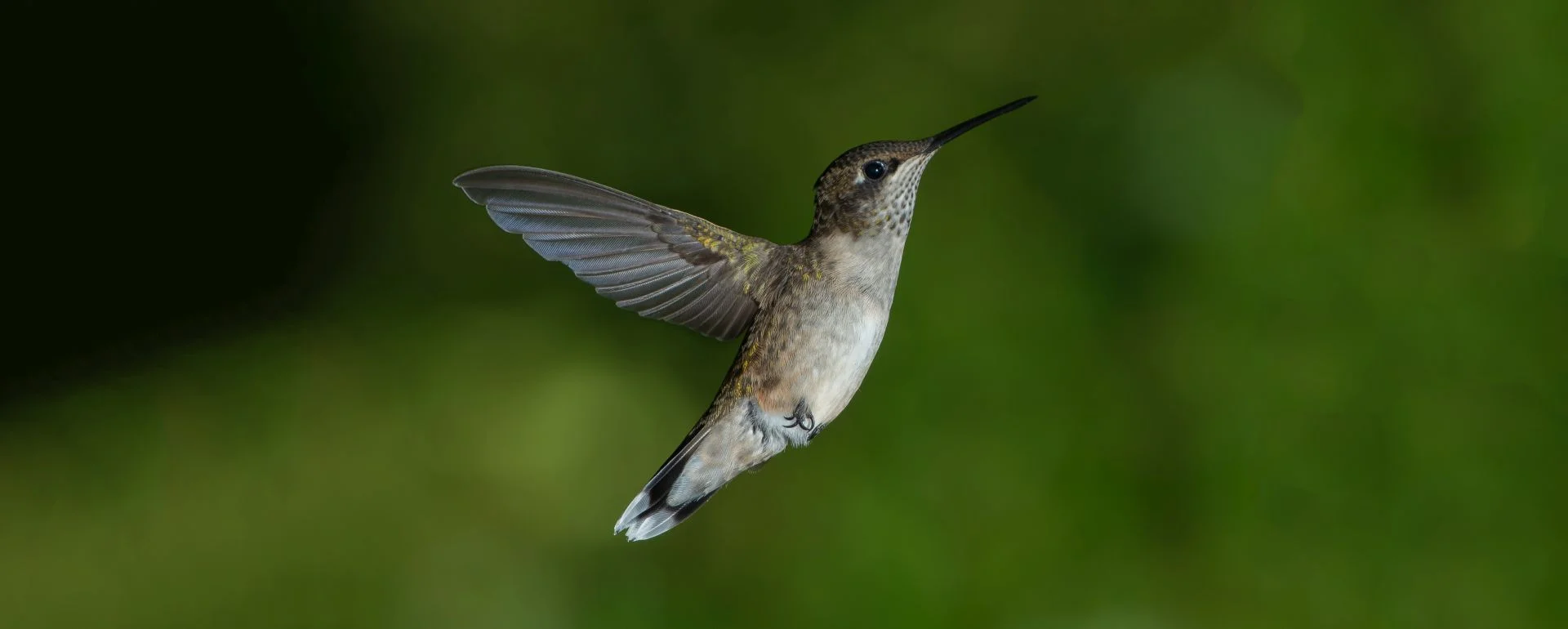 Hummingbird-sknotes.jpg