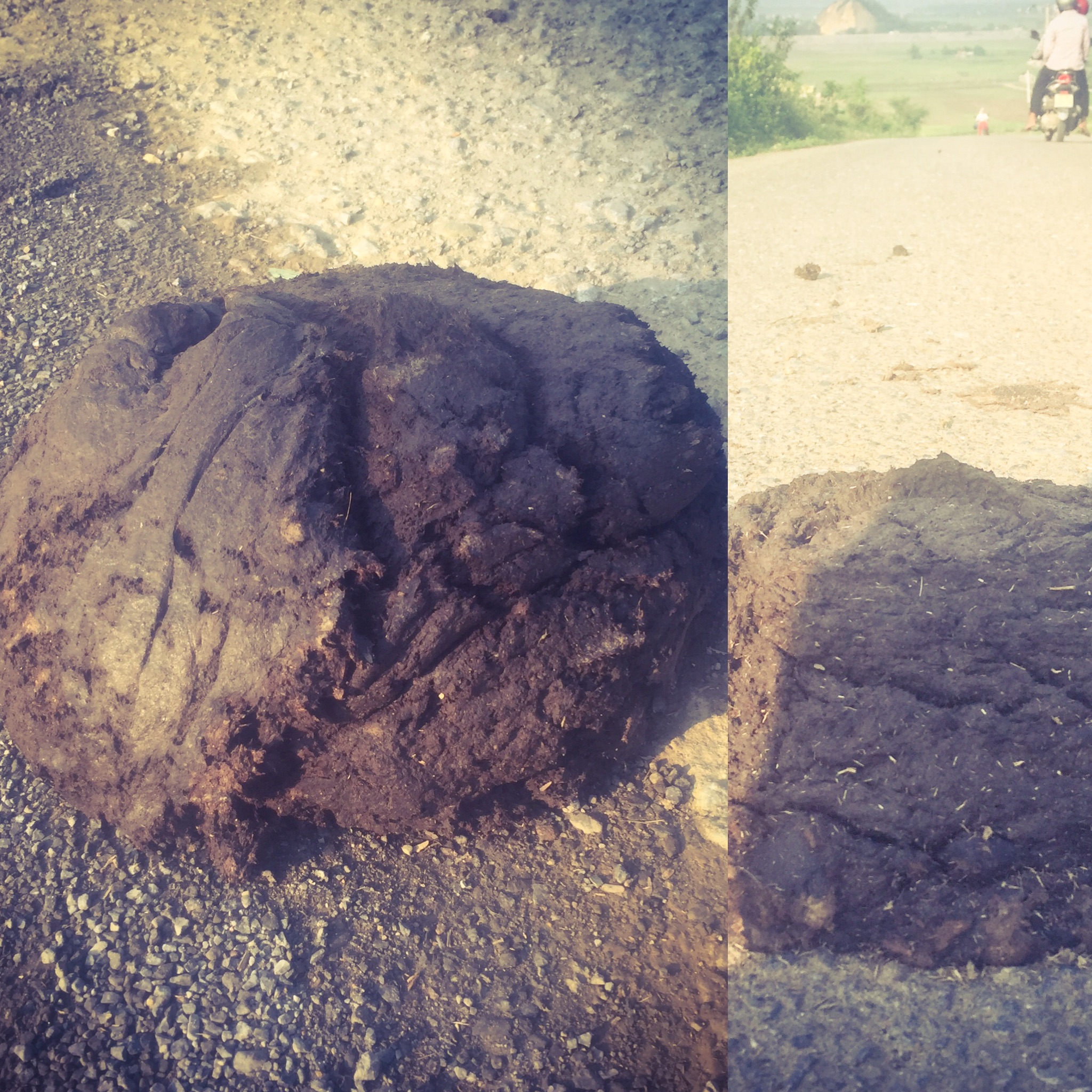 sorry... I couldn't help myself, they really are HUGE and a potential danger to cyclists :)
