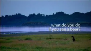 What Do You Do If You See A Bear?