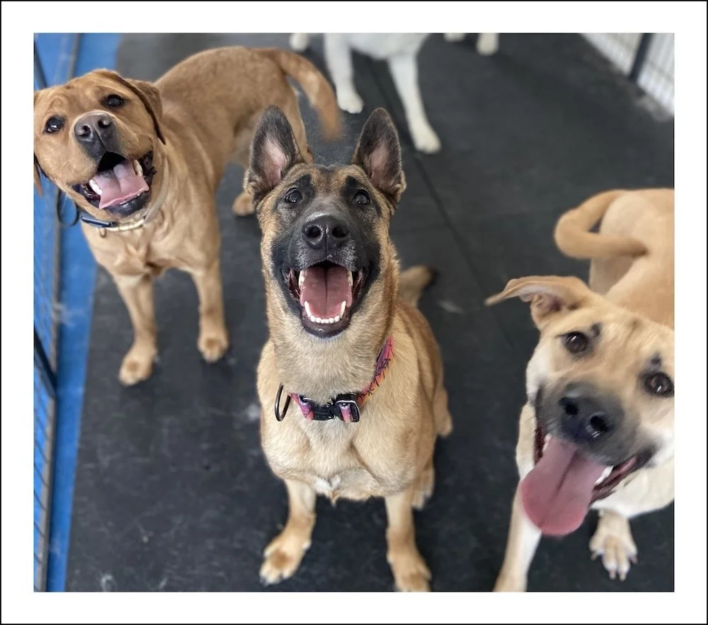 A group of happy dogs attending Dog Day School in Falmouth, MA.