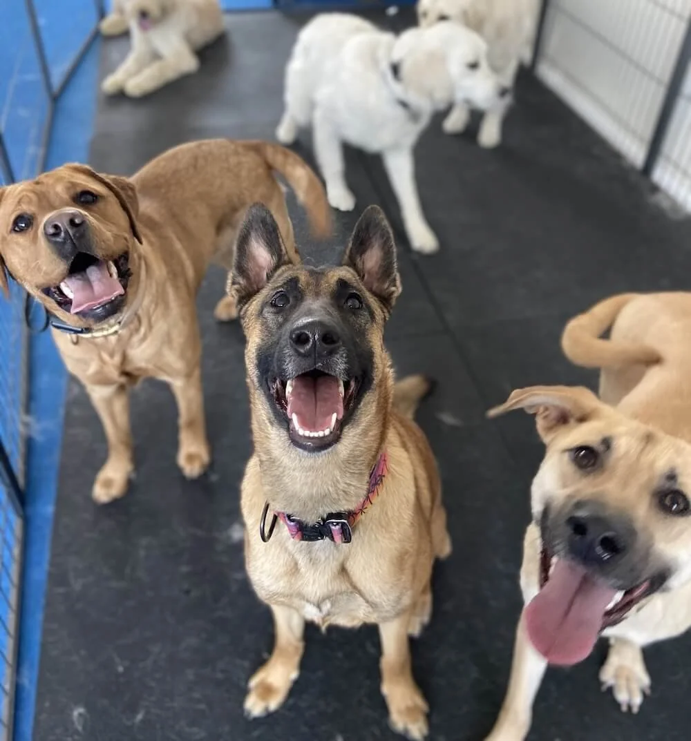 Mixed breed dogs looking up happily during The Reliable Dog day school program in Falmouth, MA. 
