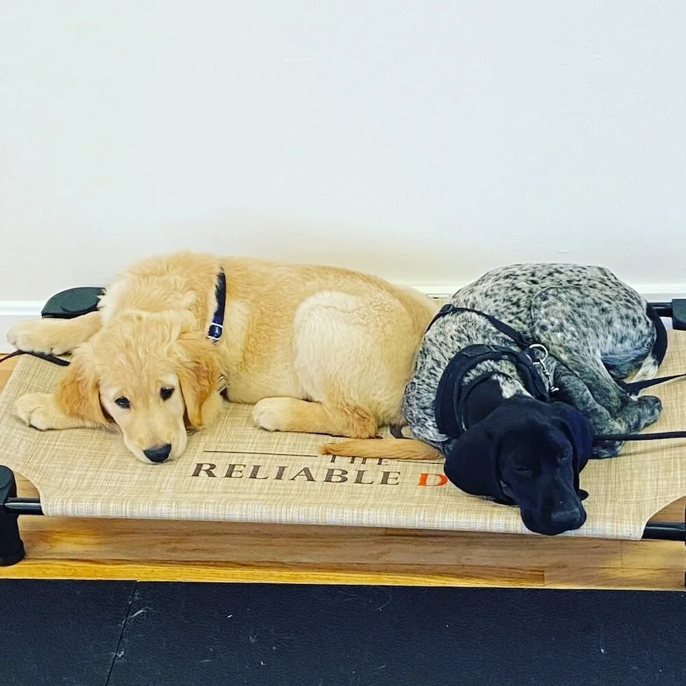 Two dogs laying obediently on The Reliable Dog training bed after a place command session.