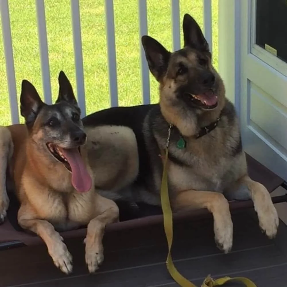 Two German shepherds laying obediently on The Reliable Dog training bed.