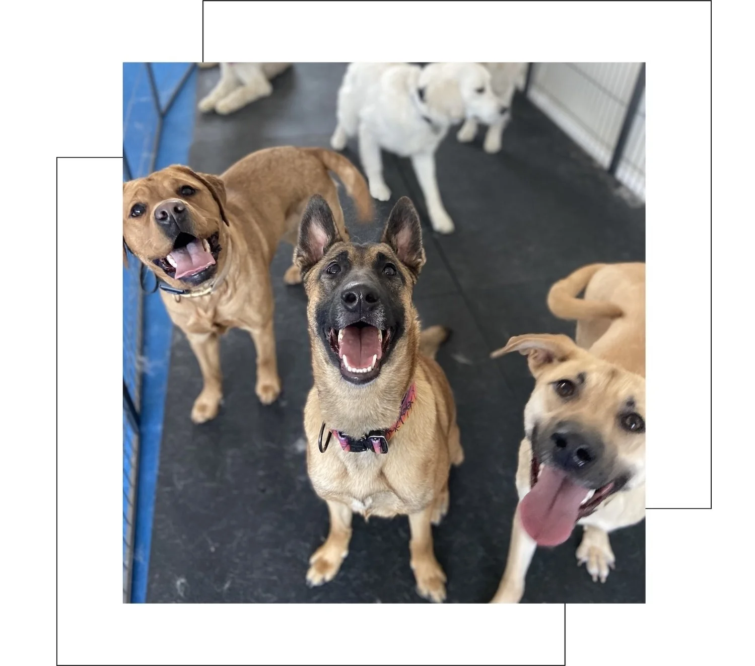 A group of friendly dogs from Mashpee, MA who are enjoying a dog day training program on Cape Cod.
