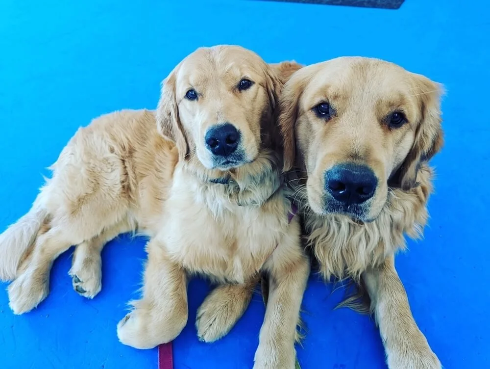 Two golden retrievers laying calmly together after obedience training.