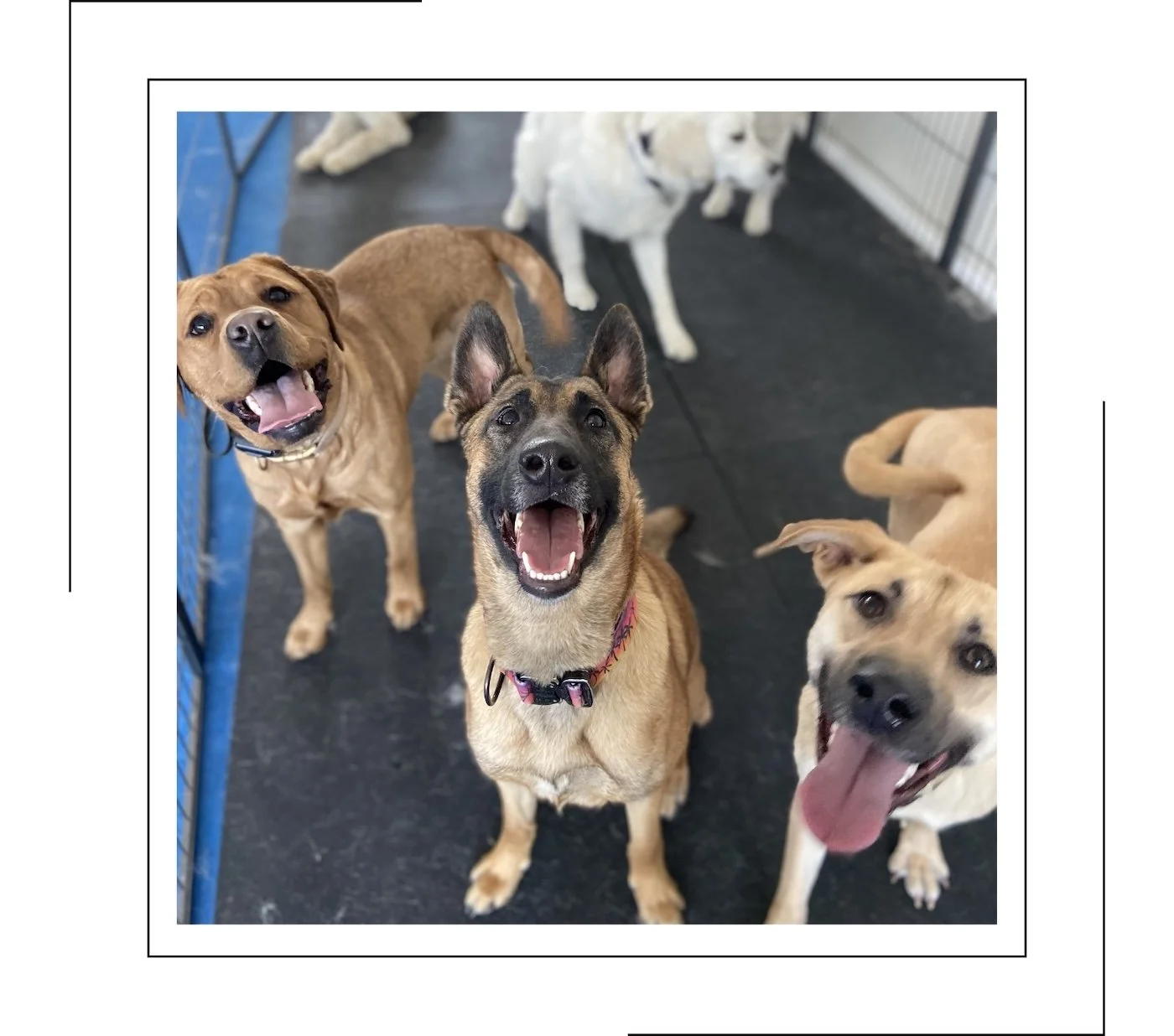 A group of happy dogs in Bourne, MA receiving private training from licensed dog trainer.