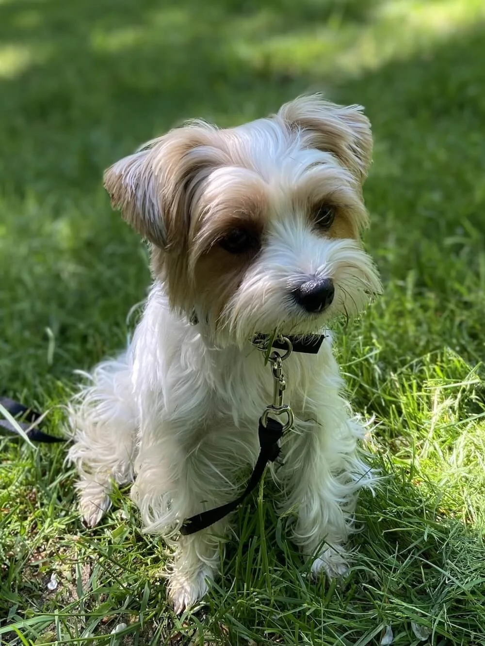 Small dog sitting in green grass during outdoor dog training in Falmouth, MA.