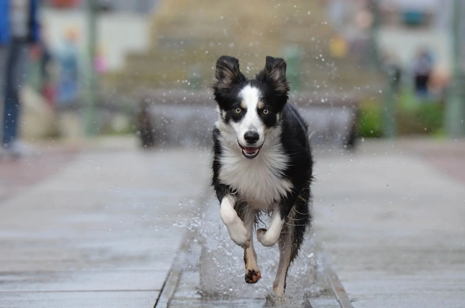 Border collie splashes through a puddle of water while enjoying a board and training session at the Reliable Dog on the South Shore of Massachusetts.