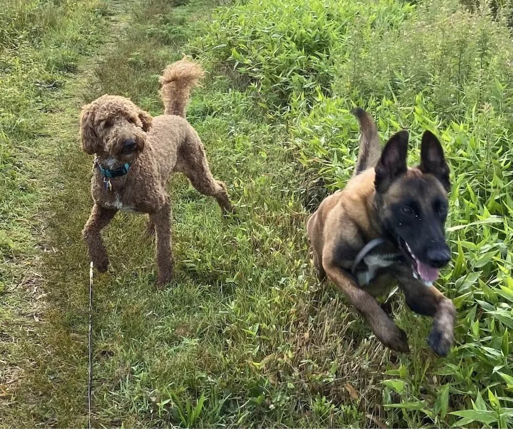 Two dogs running and playing in a grassy field during off-leash dog training