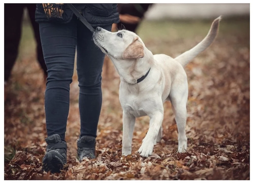 A yellow lab receives a private dog training lesson with an experienced trainer in Cape Cod.