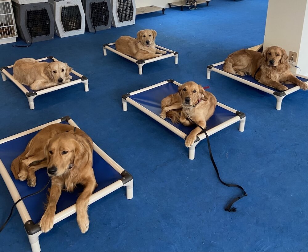 Five golden retrievers laying obediently on The Reliable Dog training beds during the dog Day School.