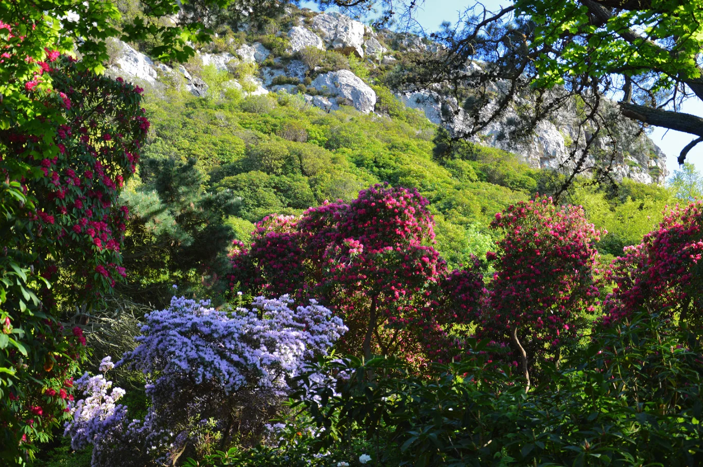 Wild Rhododendron Gardens in Howth, Ireland — Adventurous Travels ...