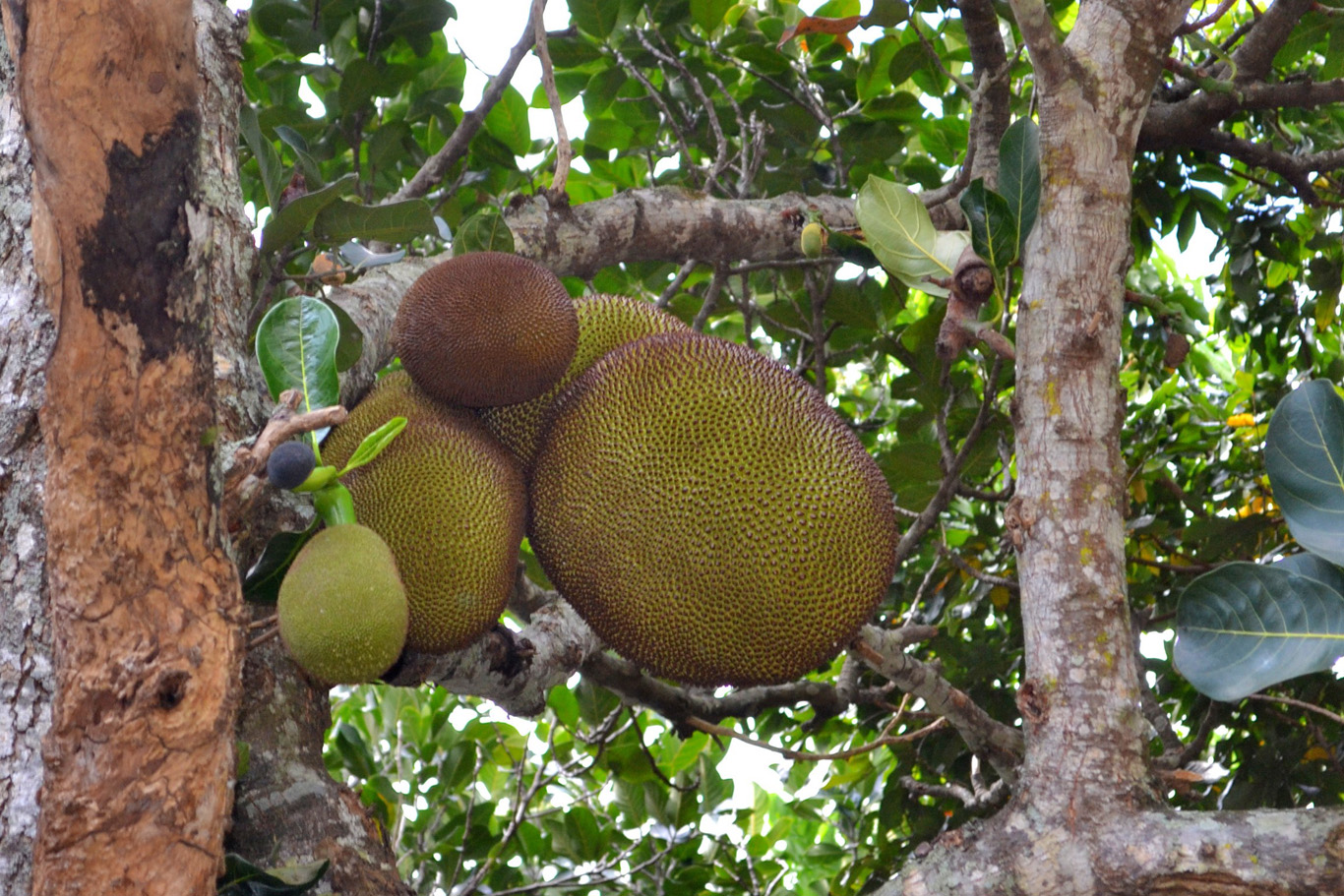 Jackfruit
