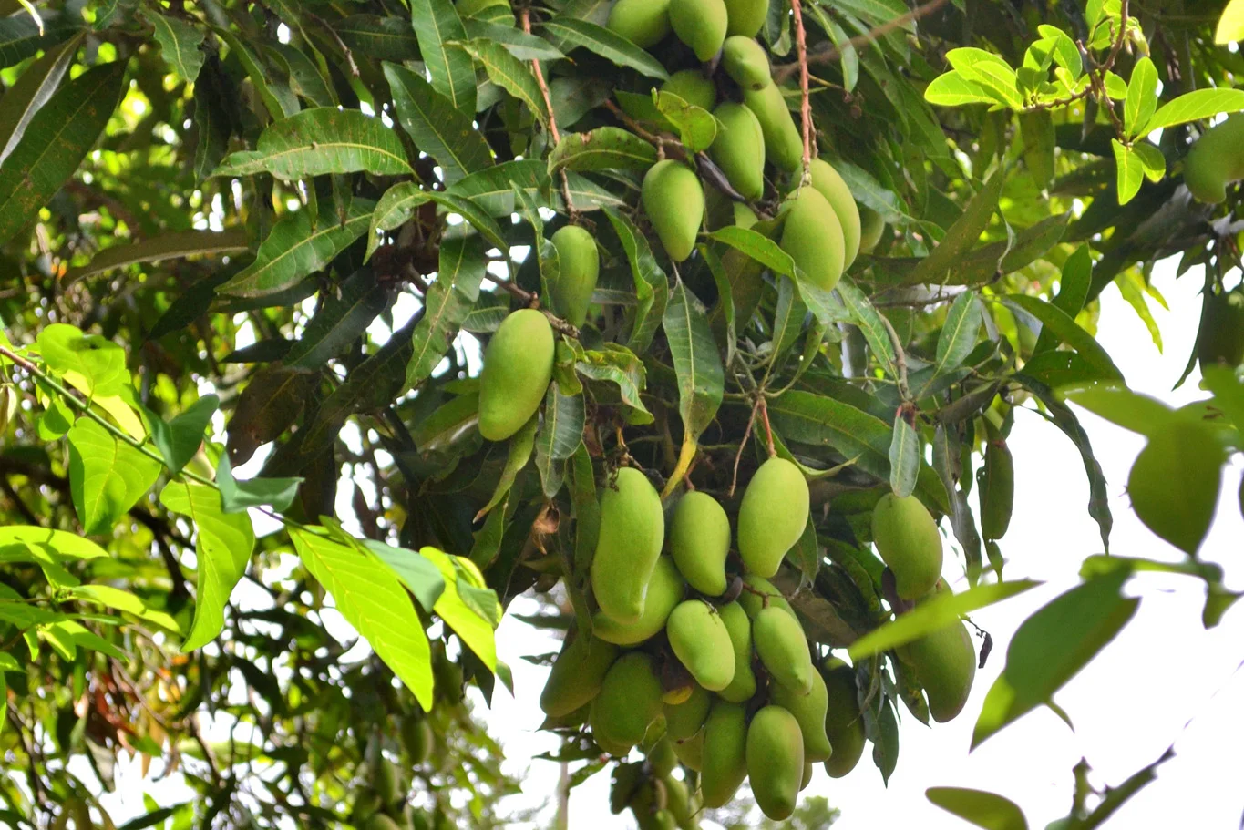 Port Louis What to see around the capital of Mauritius — Adventurous