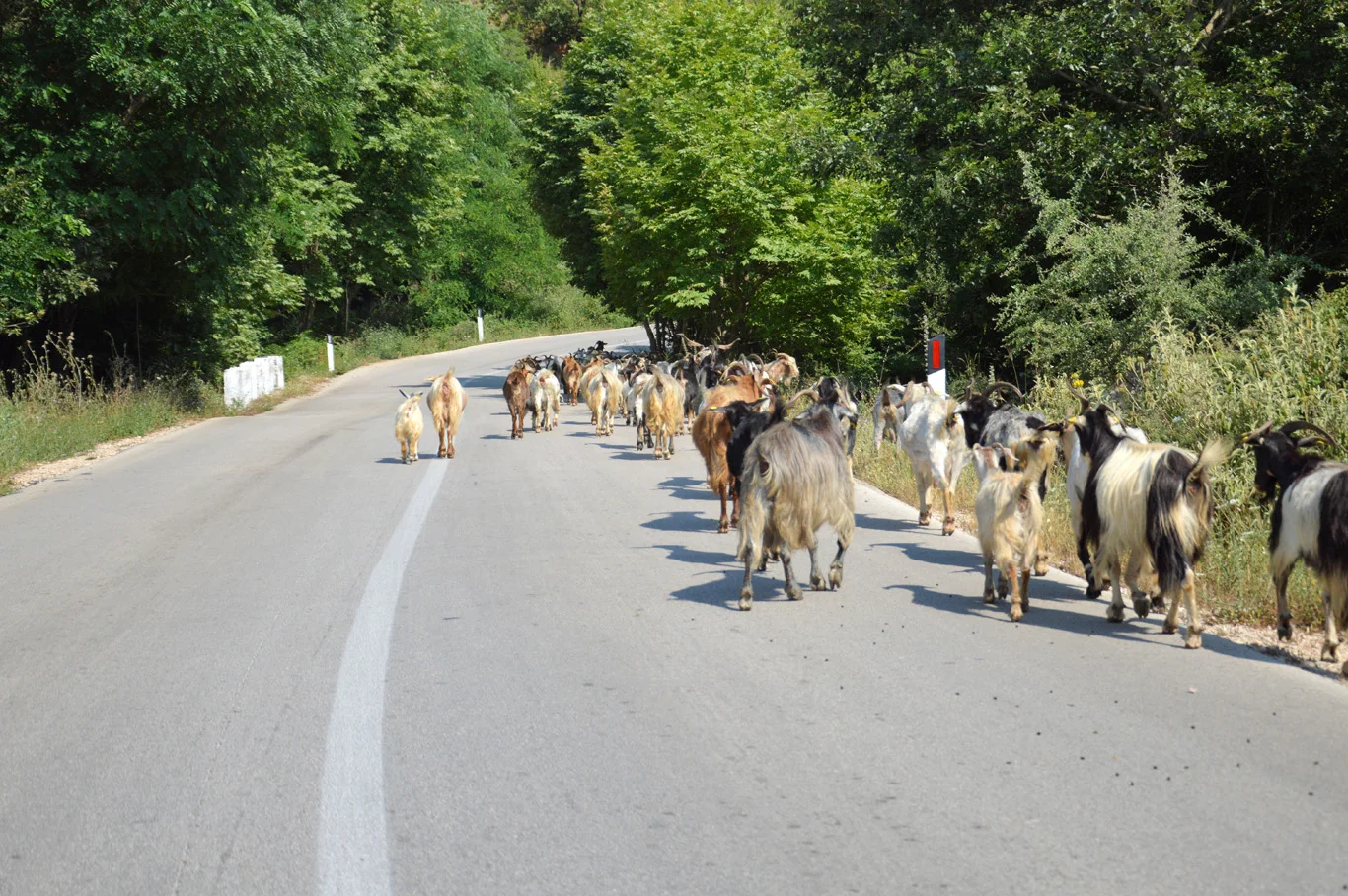 Goats - on the way to Kruja