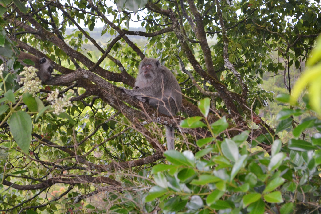A monkey resting on a tree