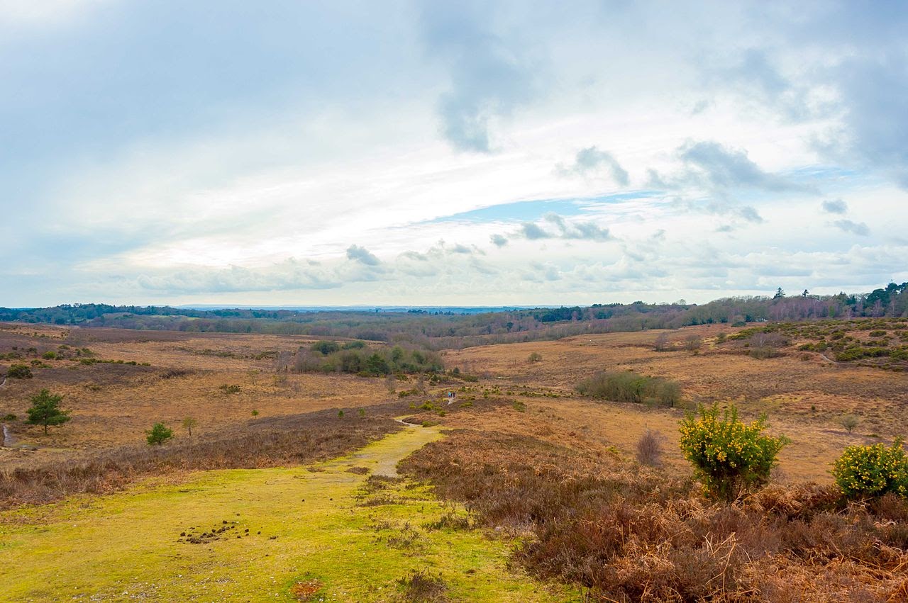 The New Forest