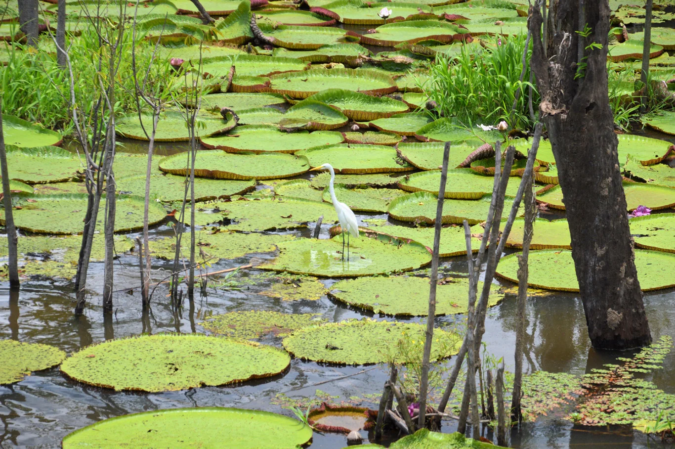 Crane at lake Januari