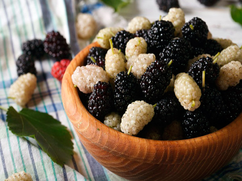 Mulberry festival