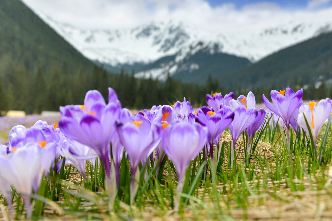 Crocuses