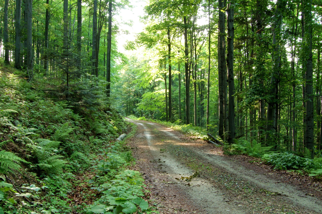 Serbia is full of unspoiled forests