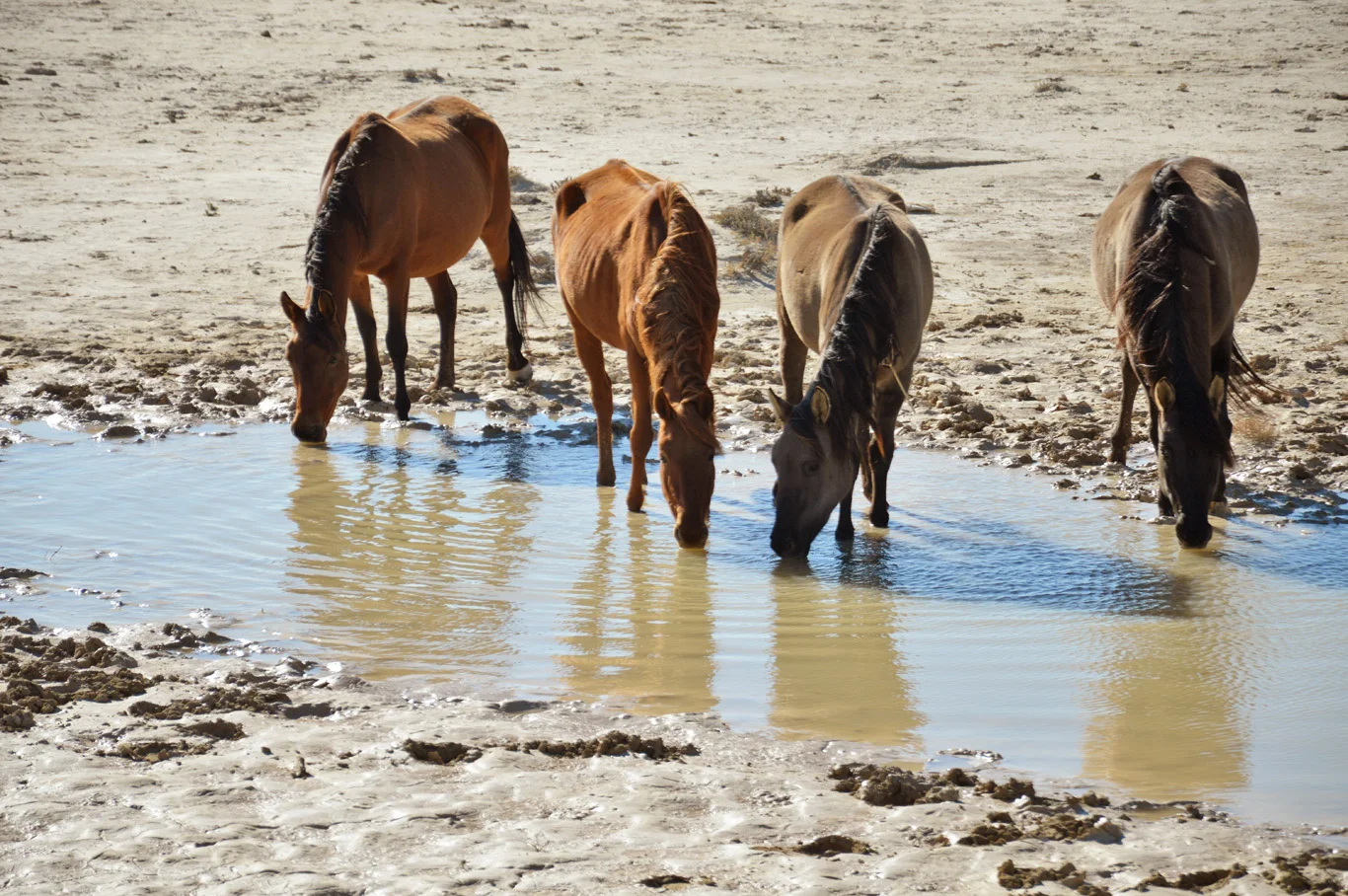 Wild Horses in Kleinmond