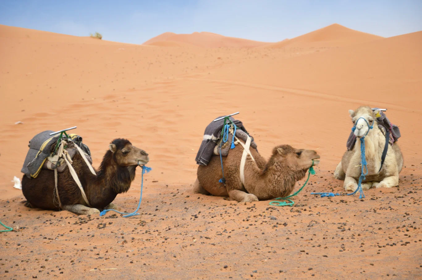 Things to do in Dubai desert safari