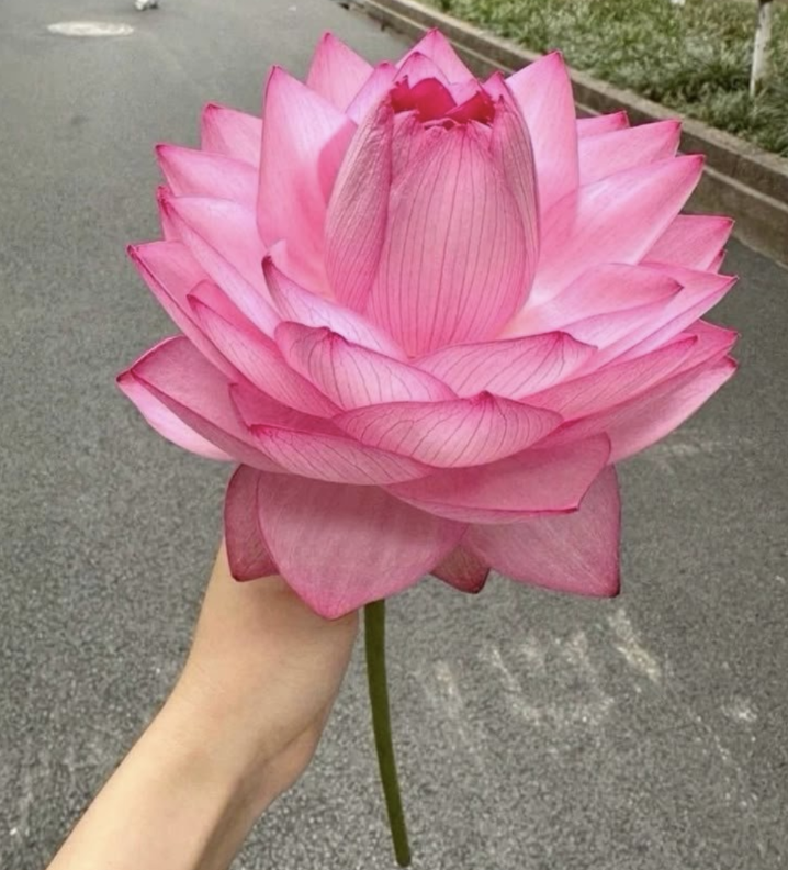 Rewriting the Inner Script: Cancer New Moon + Mercury &amp; Saturn Retrograde