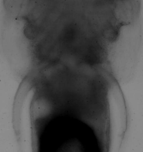 5dpf_coord_resp.gif kept stack.gif