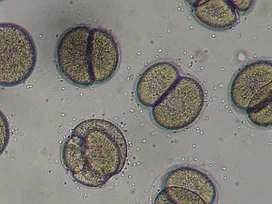 microscope-1276131_640.jpg