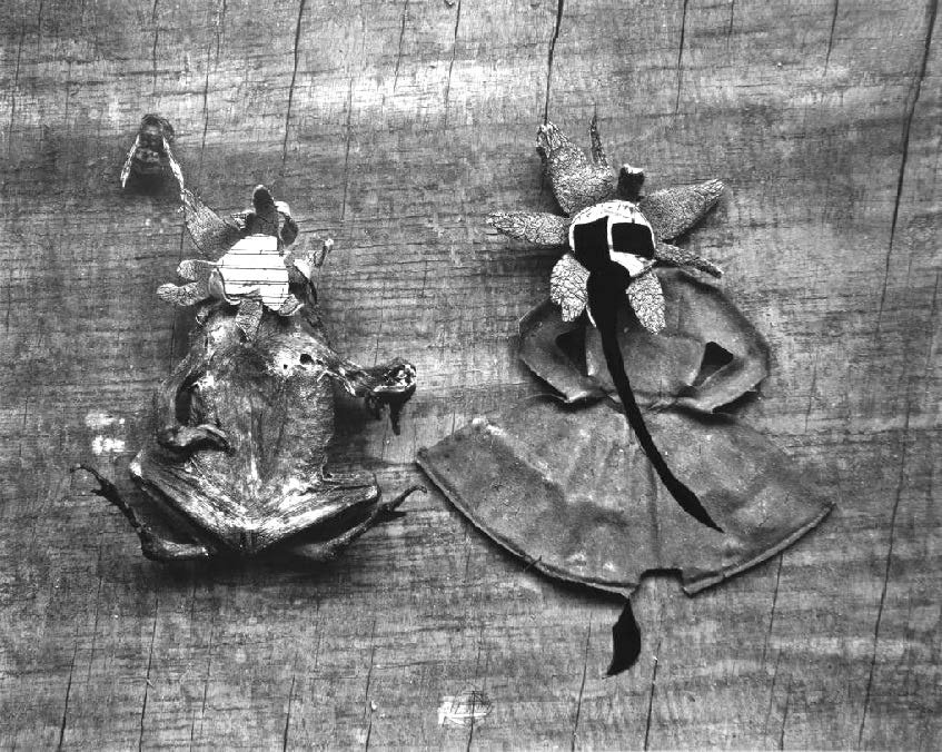  Frederick Sommer,  Flower and Frog (Photo-Object) , 1947, printed c.1947, gelatin silver print mounted to board, 10 1/2 x 12 1/4 inches 