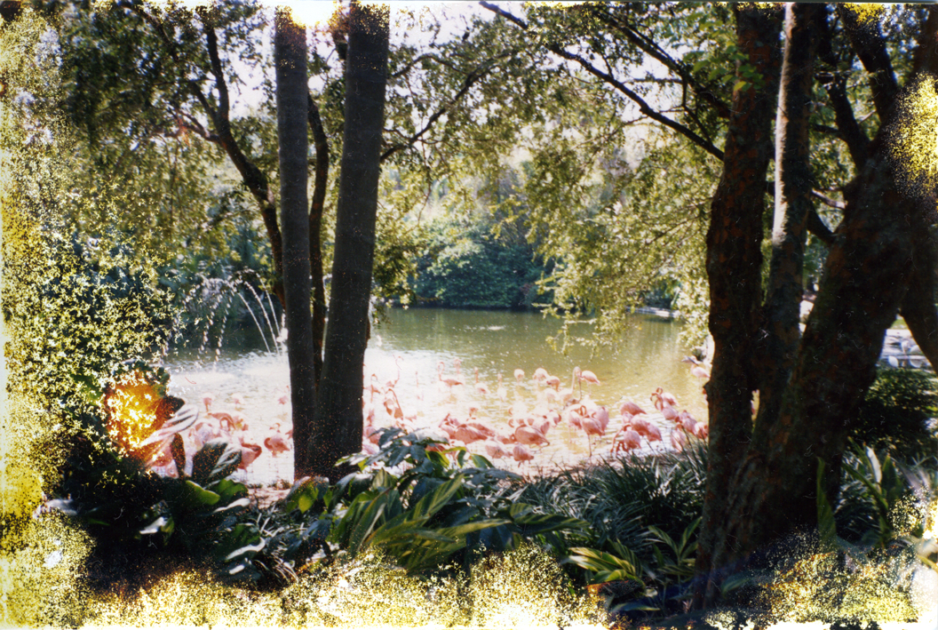 pink-flamingos,-trees,-water_s.png