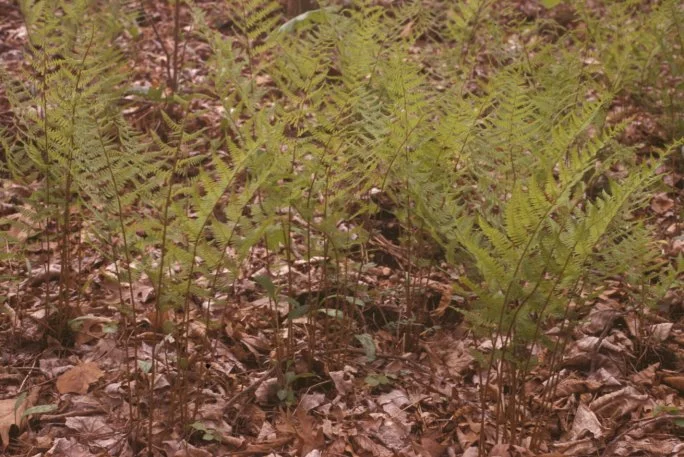 Athyrium filix-femina ssp. asplenoides (Southern Lady Fern)