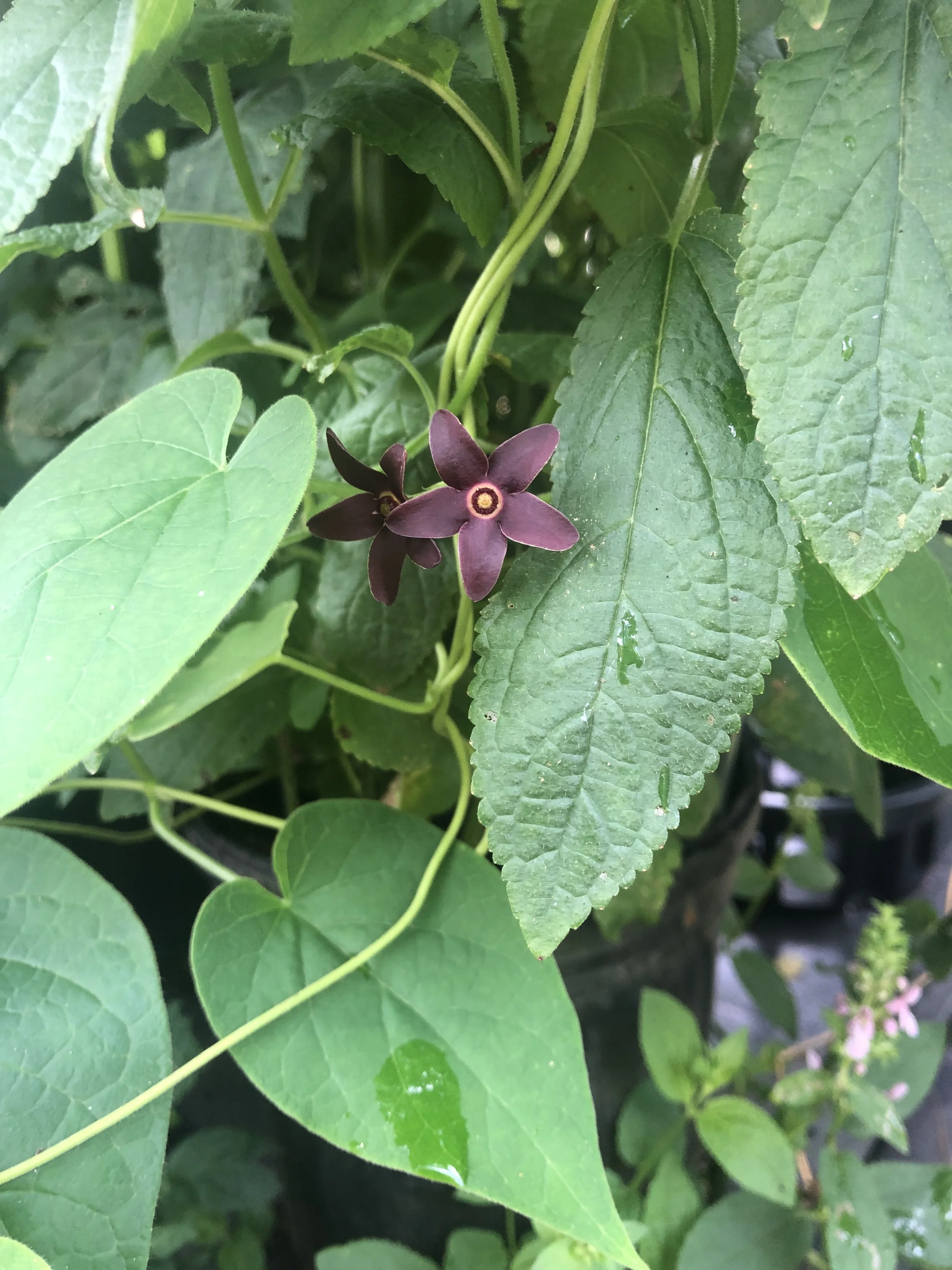 Matelea caroliniana.JPG